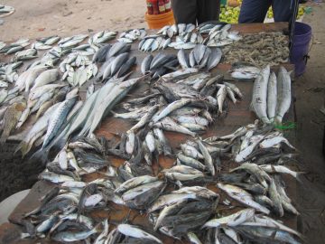 Bagamoyo, Tanzania, Fishmarket, April 2014